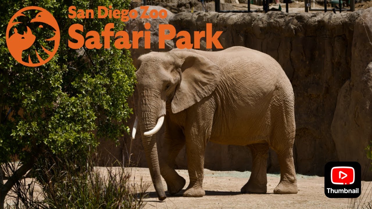 Safari Park: Elephant Valley Update April 2025