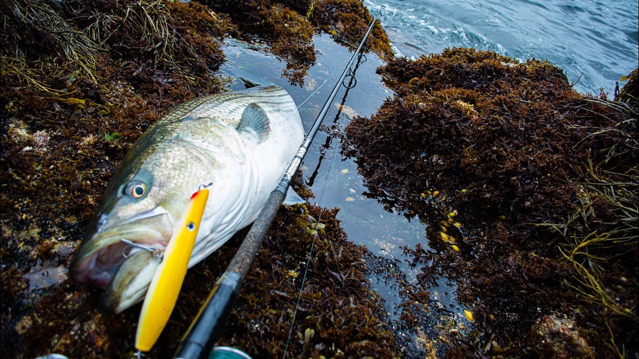 How To Fish a Pencil Popper