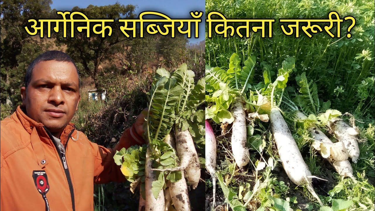 असली पहाड़ी सब्जियाँ , 😍pahadi life style,