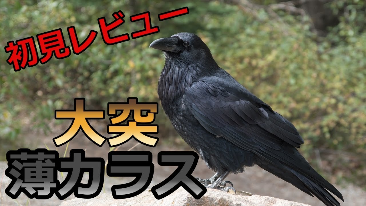 【天然砥石】大突産 薄カラス 初見レビュー【鉋】