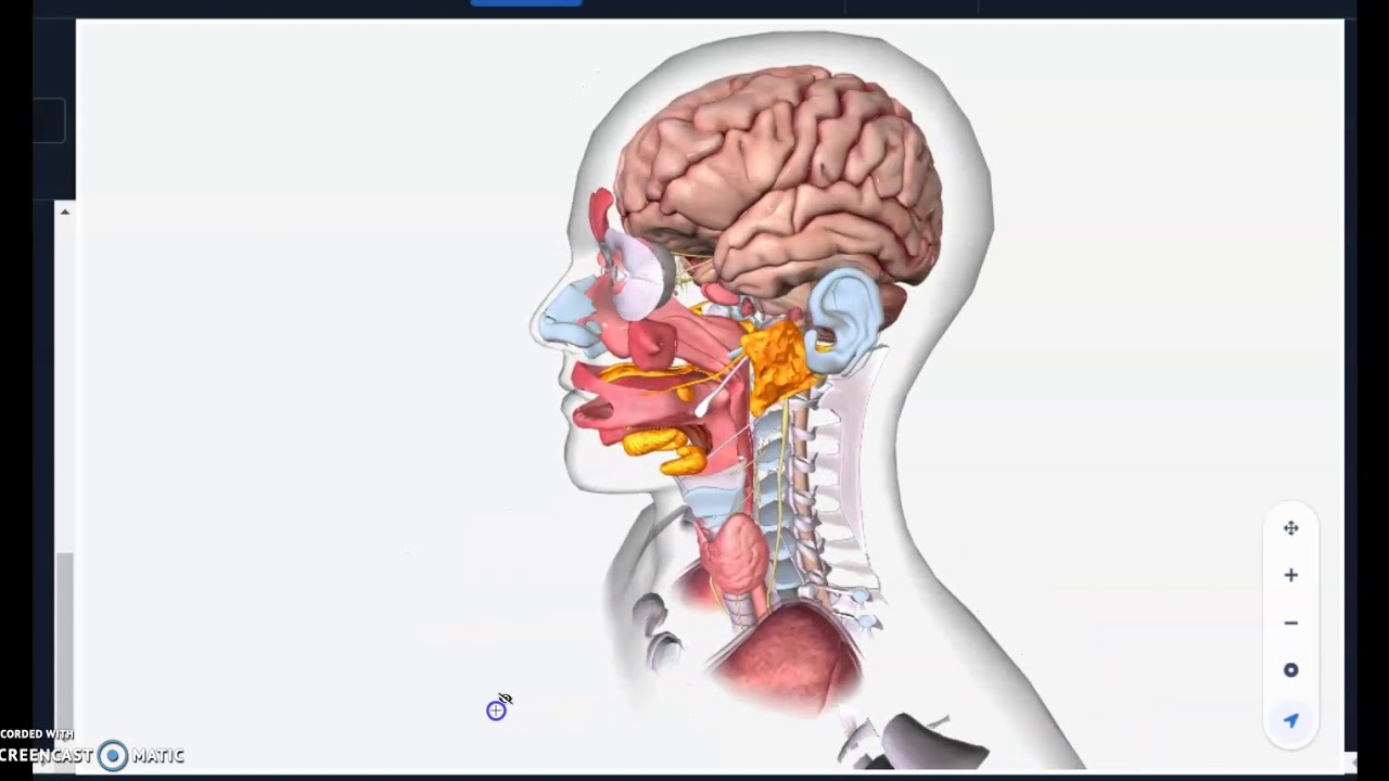 Phonatory anatomy