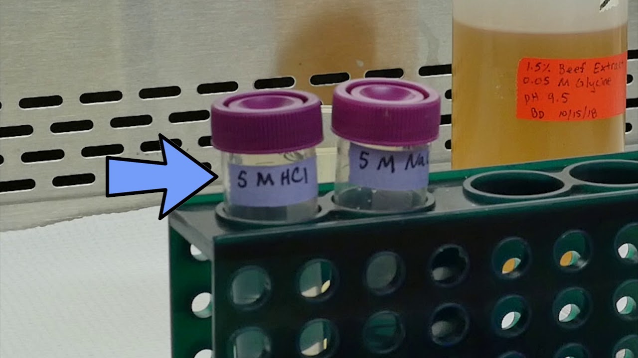 BMFS laboratory protocol - Full video