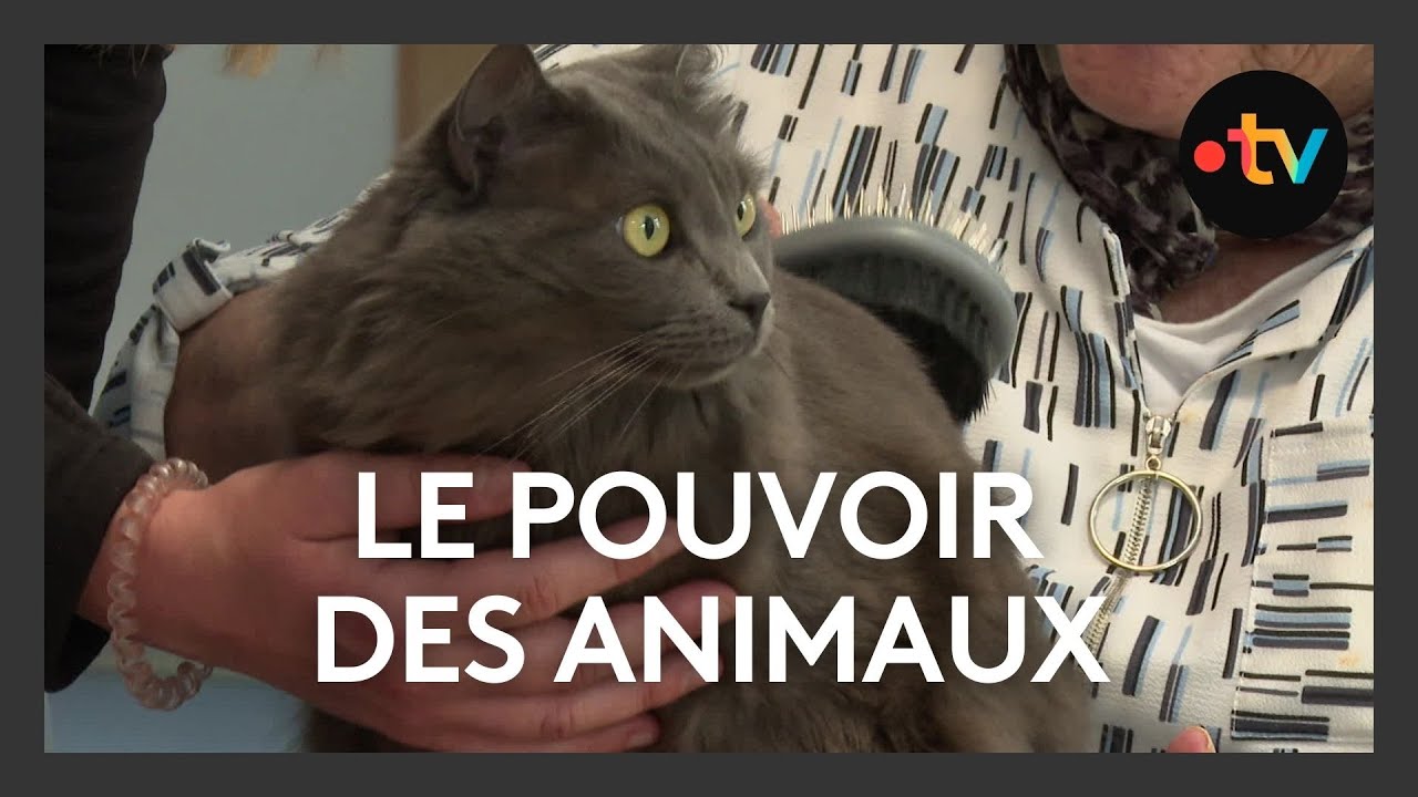 Zootherapie : le pouvoir des animaux à travers la médiation animale