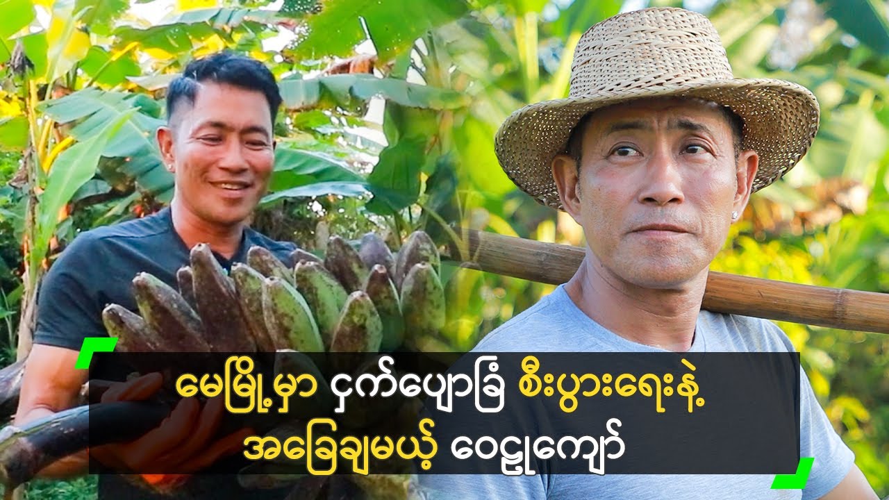 မေမြို့မှာ ငှက်ပျောခြံ စိုက်ပျိုးရောင်းချနေတဲ့ ဝေဠုကျော်