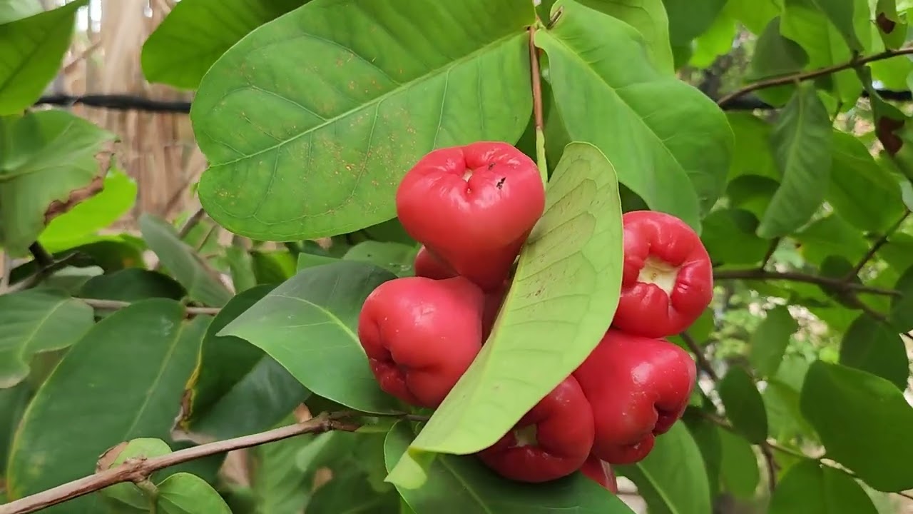 Wax Jambu Epic Fruiting season....March 2023