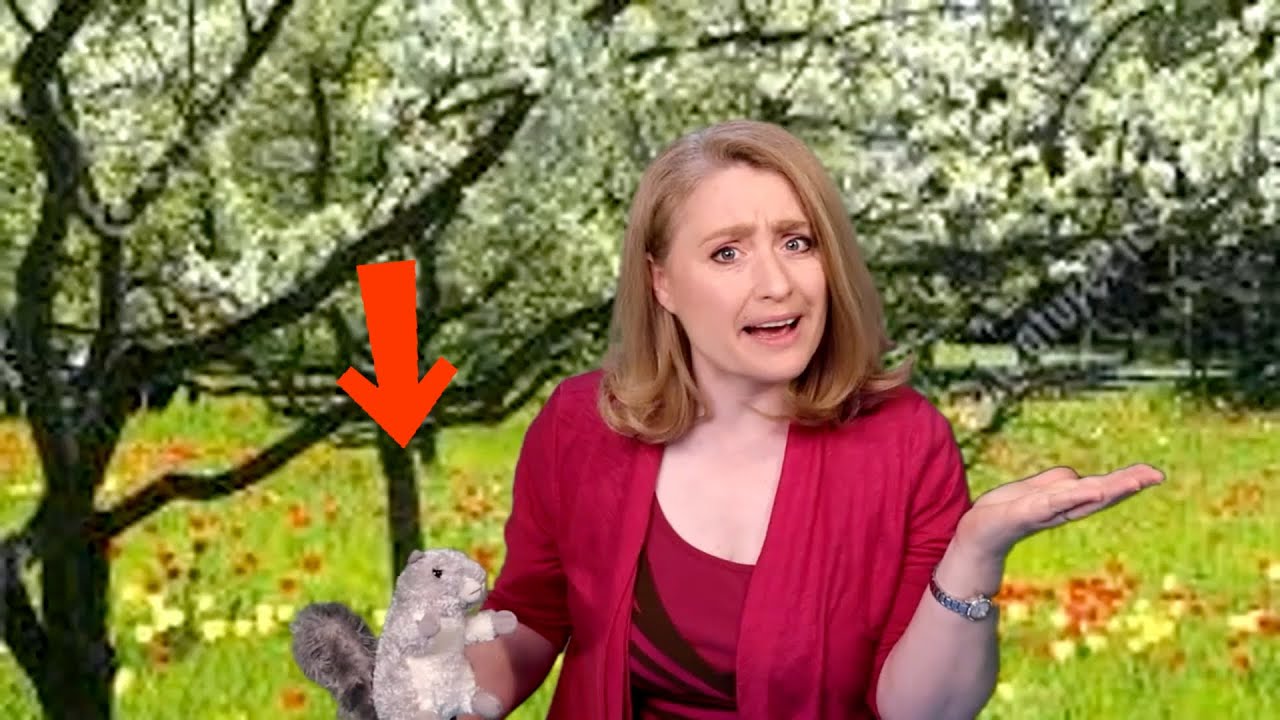 SONG- Gray Squirrel (& Family!)
