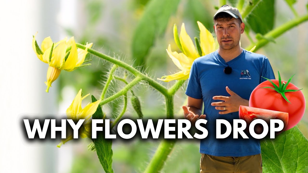 FIVE Reasons Your Tomato Plants are Dropping Flowers + What to Do About It.