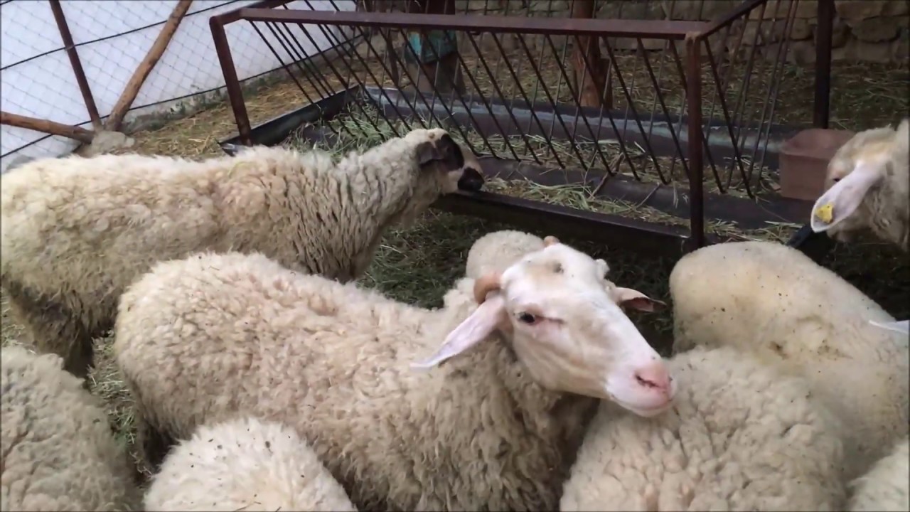 Koyunculuk| Ryegrass Otu| Yonca| Köyde Hayat Var