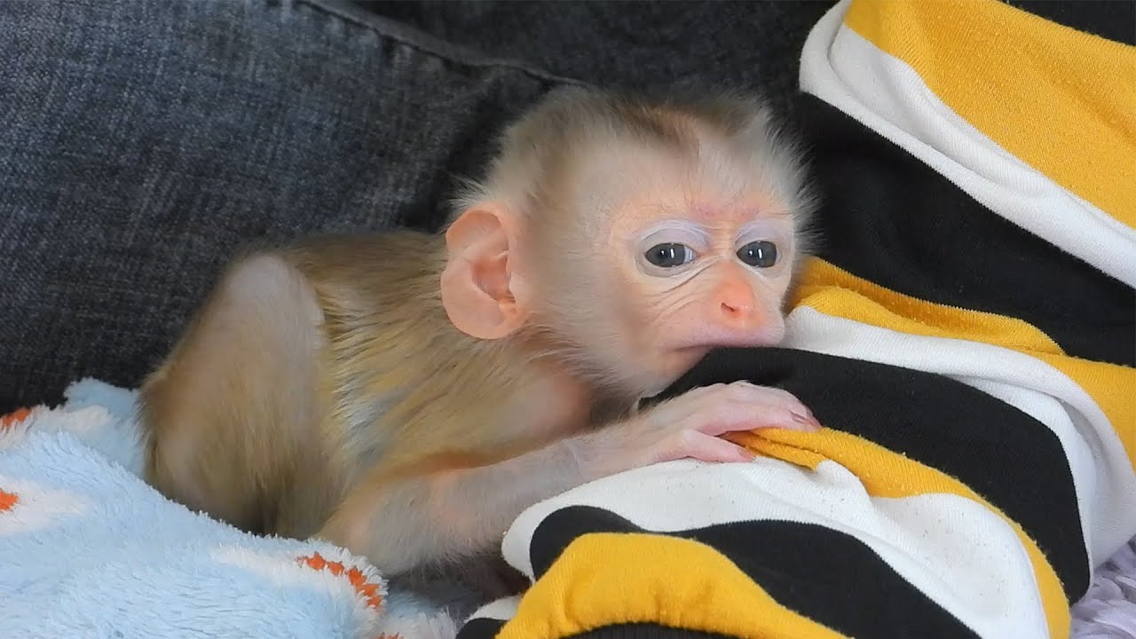 Cute Tiny Valen's Nap On Mom's Hand Routine