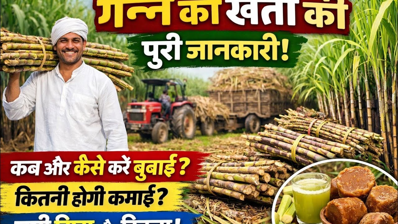 देसी नुस्खे का कमाल 0118 वैरायटी वरुण मलिक किसान