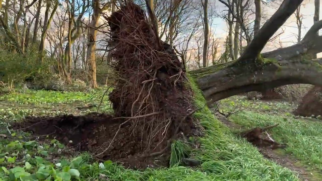 Rosehill woods the morning after storm Goretti 