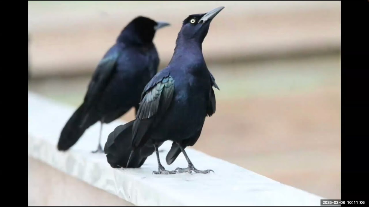 Birding the Unexpected Places