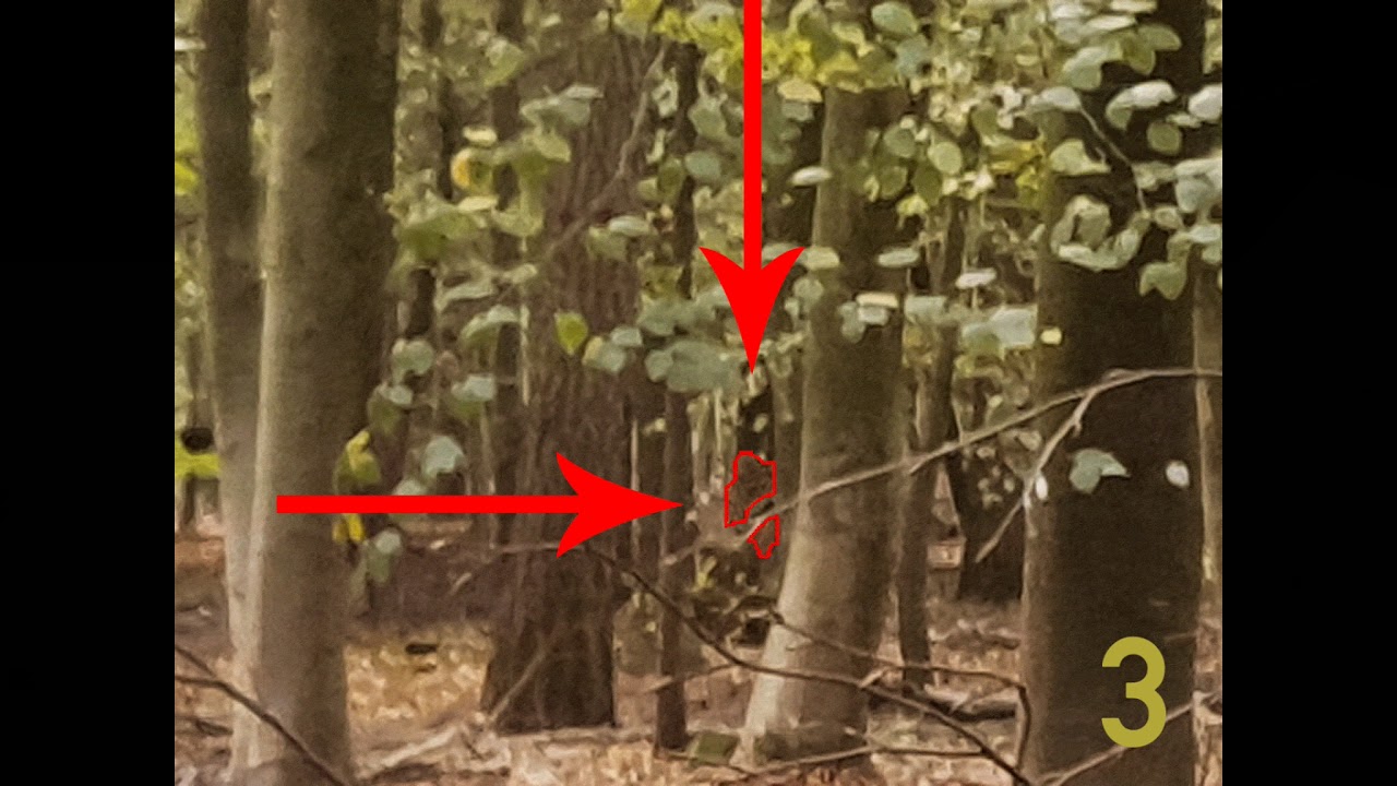 SASQUATCH SIGHTING - Klever Reichswald Germany (photo)