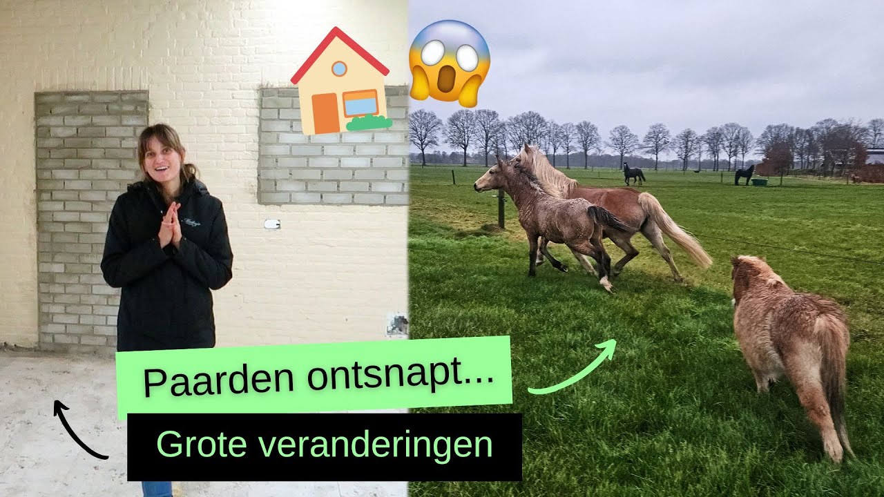 Paarden ONTSNAPT, Ravenna weer LONGEREN & muren geplaatst! | VLOG #164