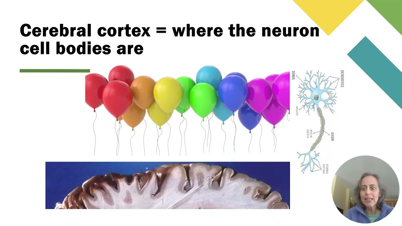 6c Brain Part 2   Diencephalon & Cerebrum