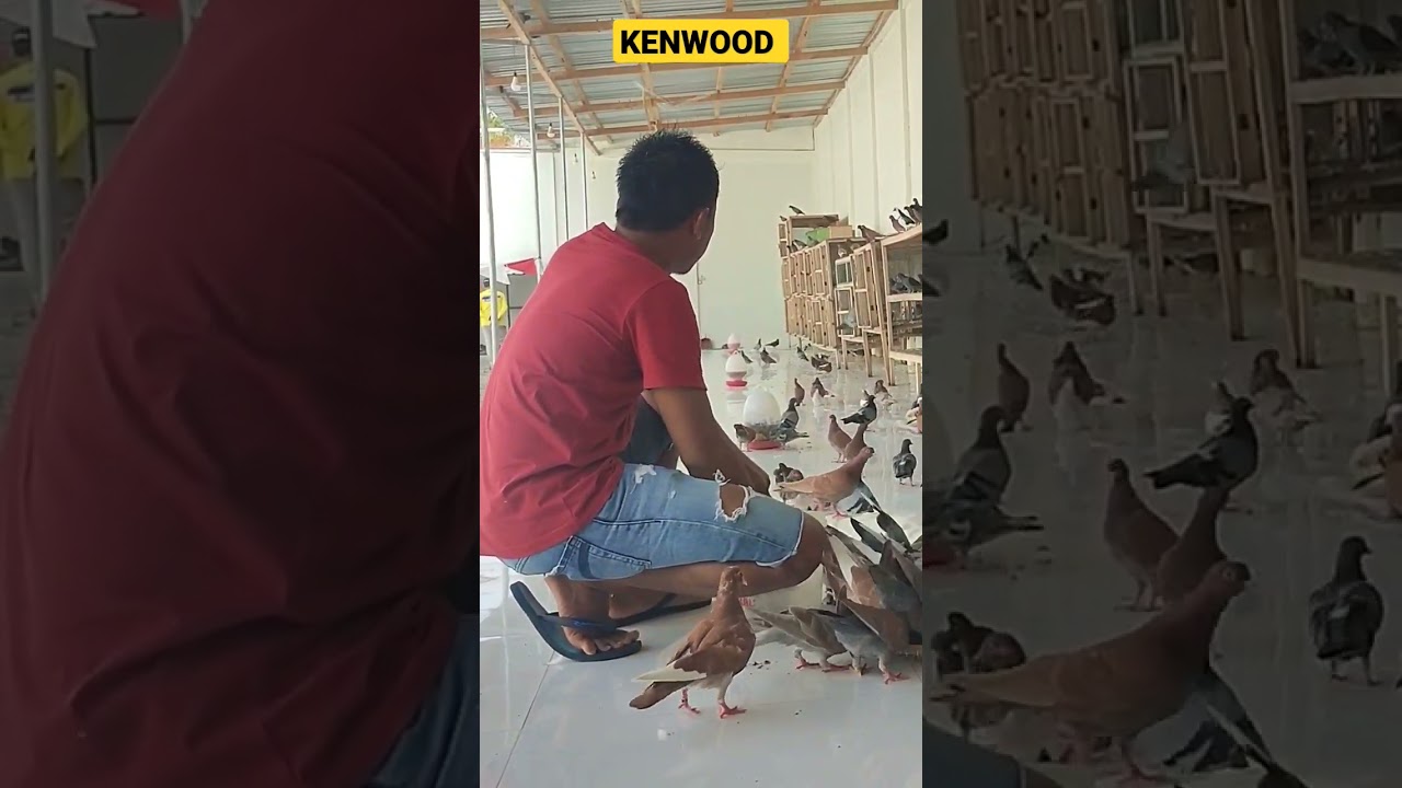 🔴MAS JUNED KASIH PAKAN‼️KANDANG TERNAK KENWOOD
