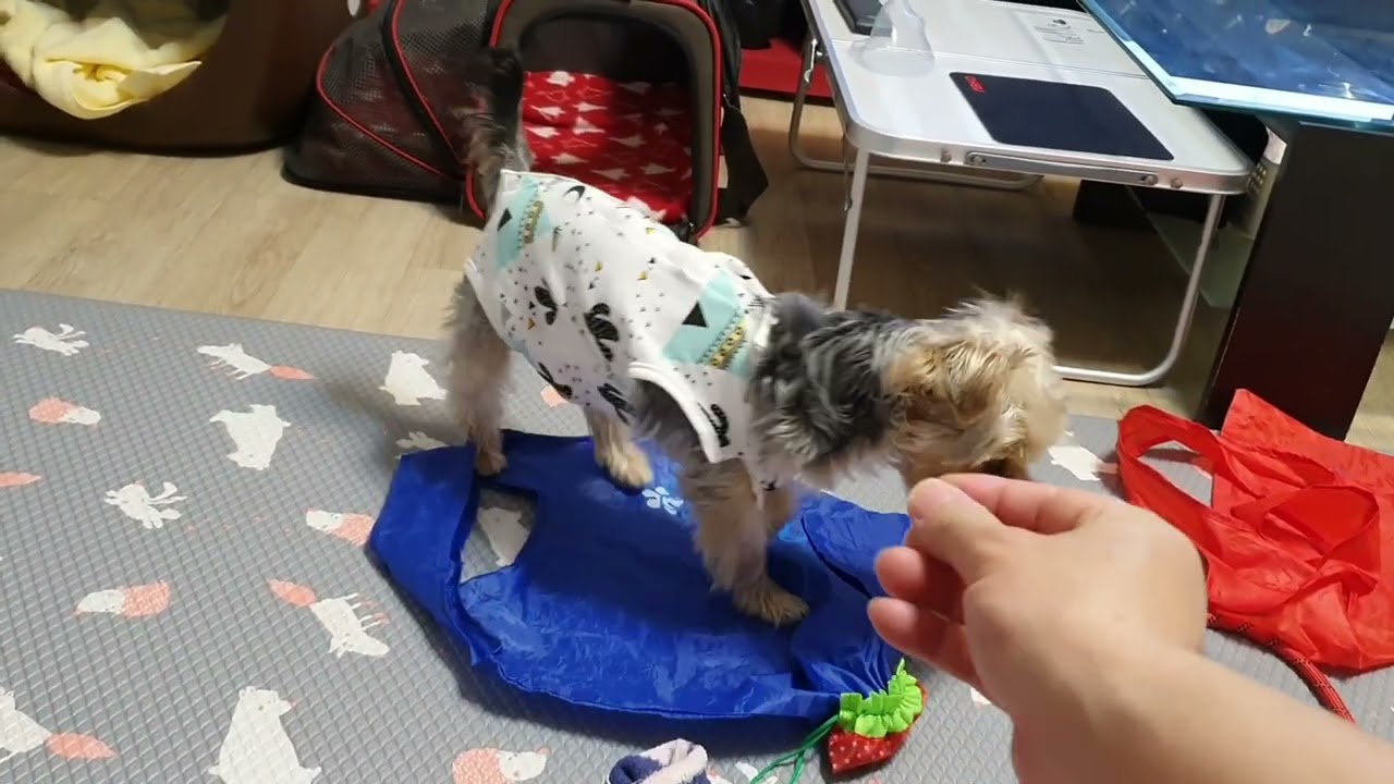 단비! 부부콘다 공격을 막아내고 살았다