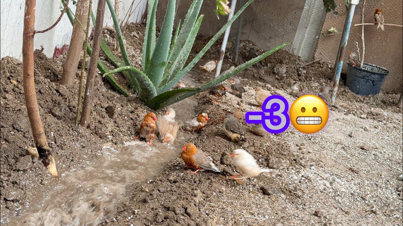 سباحة في درجة حرارة تحت الصفر 