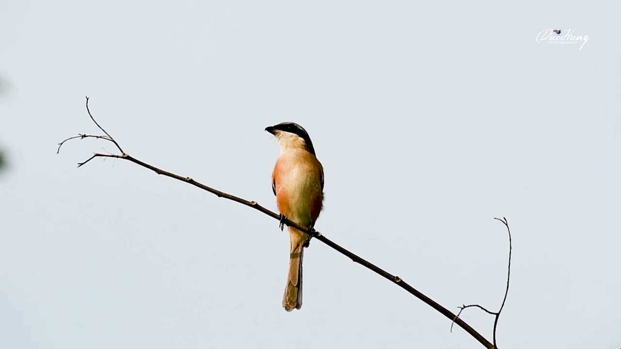 Grey-backed Shrike. Bách thanh lưng xám