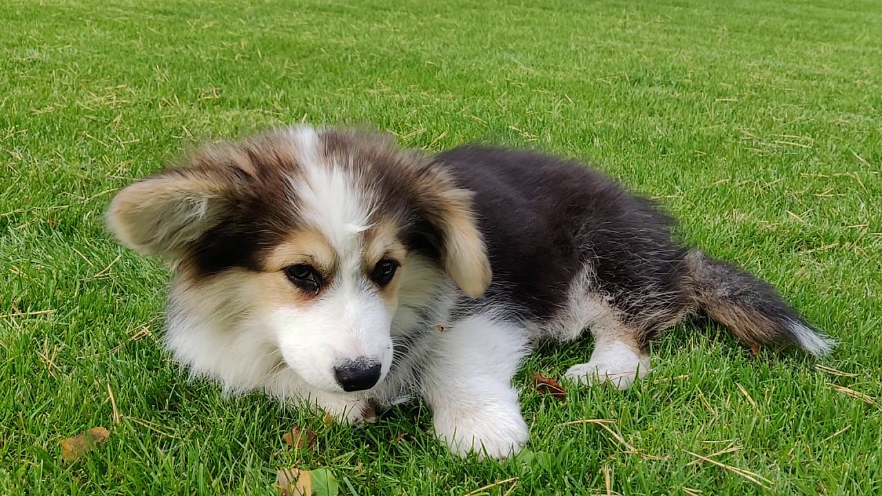 Leia the fluffy corgi puppy