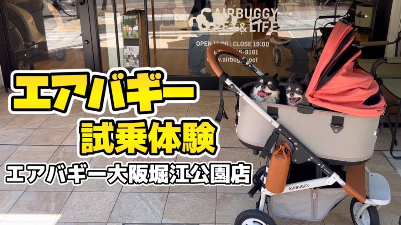 エアバギー試乗体験🐶大阪堀江公園店❗️多頭飼いチワワ