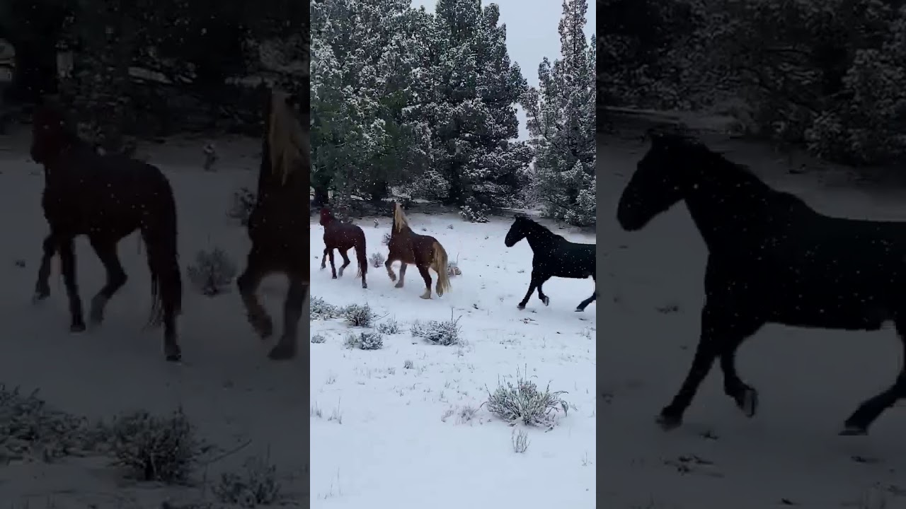 Patron, Francis and Koda turned out on 1000 acres