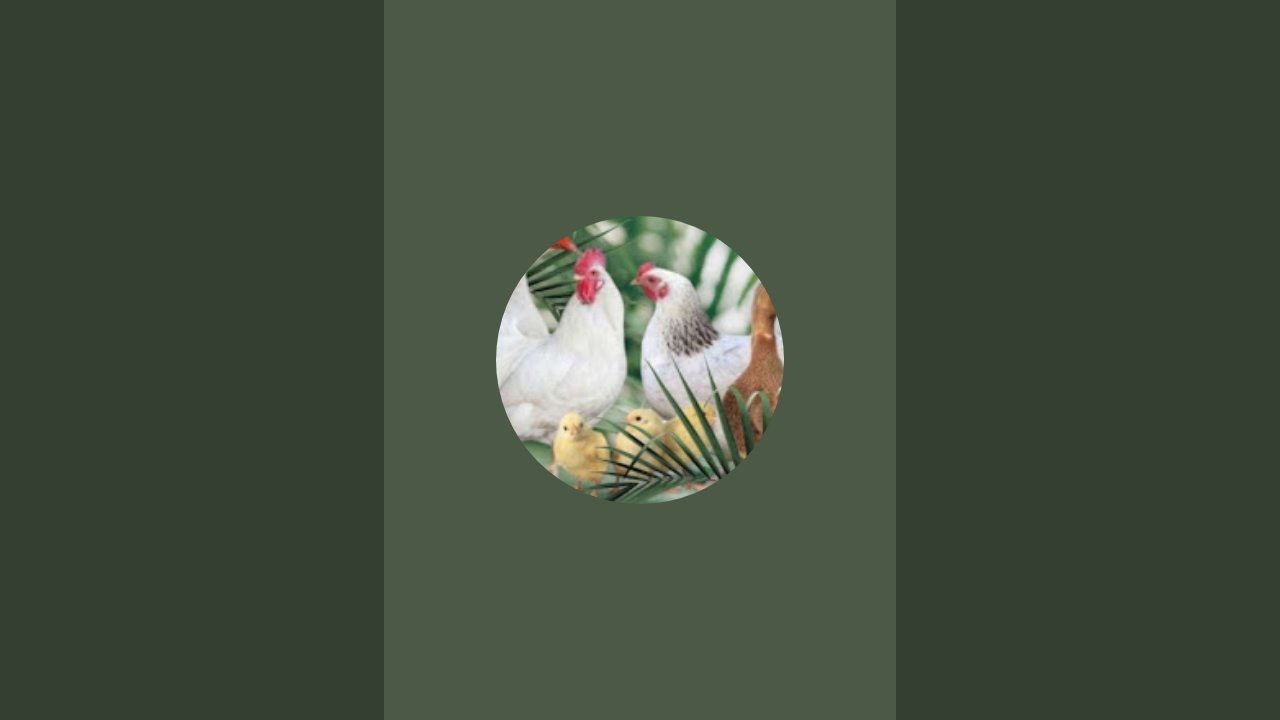 اي استفسار عن تربيه الطيور 🐓🐣🦢🦆🦃