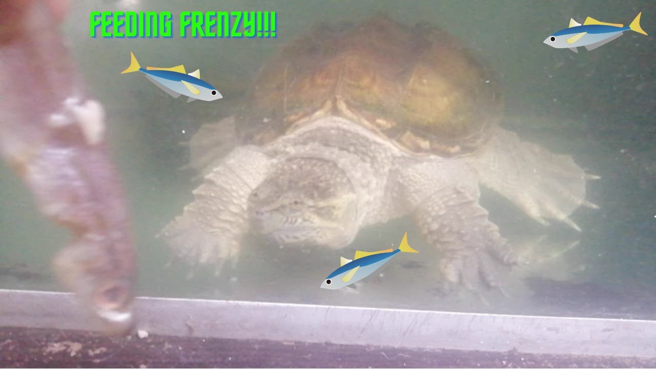 Snapping turtle devour 3 scads | Feeding Video #2