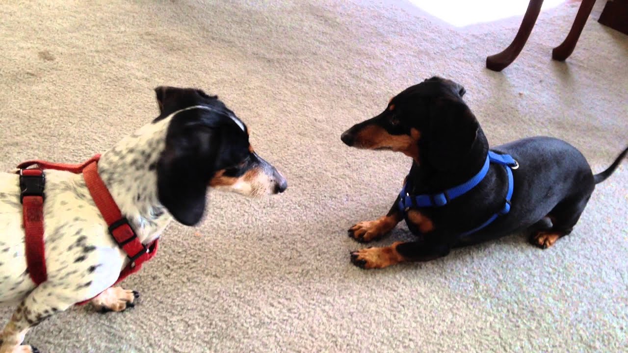 Funny Dogs - Weener dogs chase then hump part 2 - Best dogs ever
