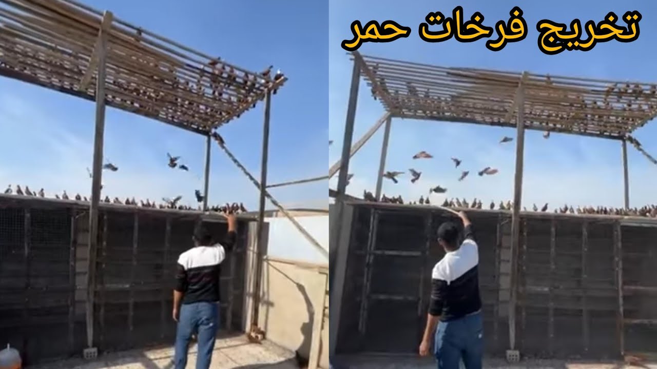 تخريج فرخات حمر 