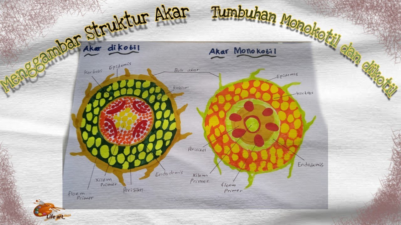 menggambar materi biologi struktur Akar Monokotil dan Dikotil| #art #lifeart #tiktok #biologi #ipa |