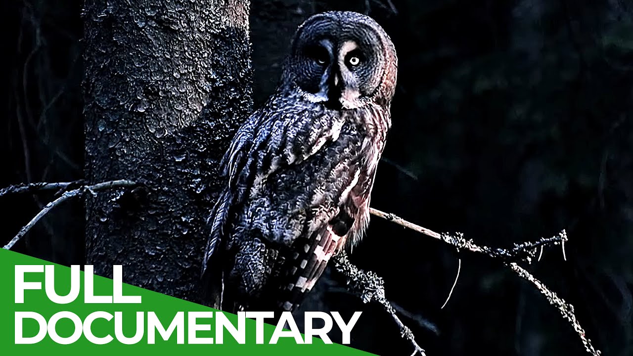 Predators After Dark | Race of Life | Episode 13 | Free Documentary Nature