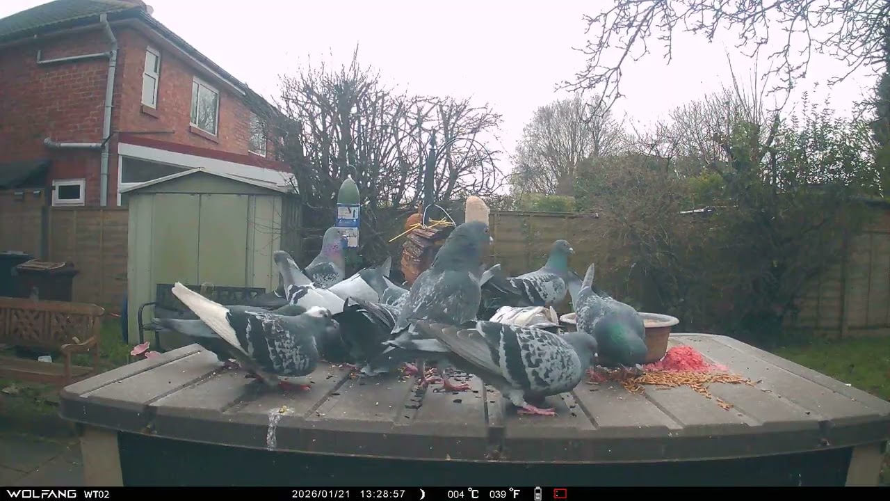 Pigeons