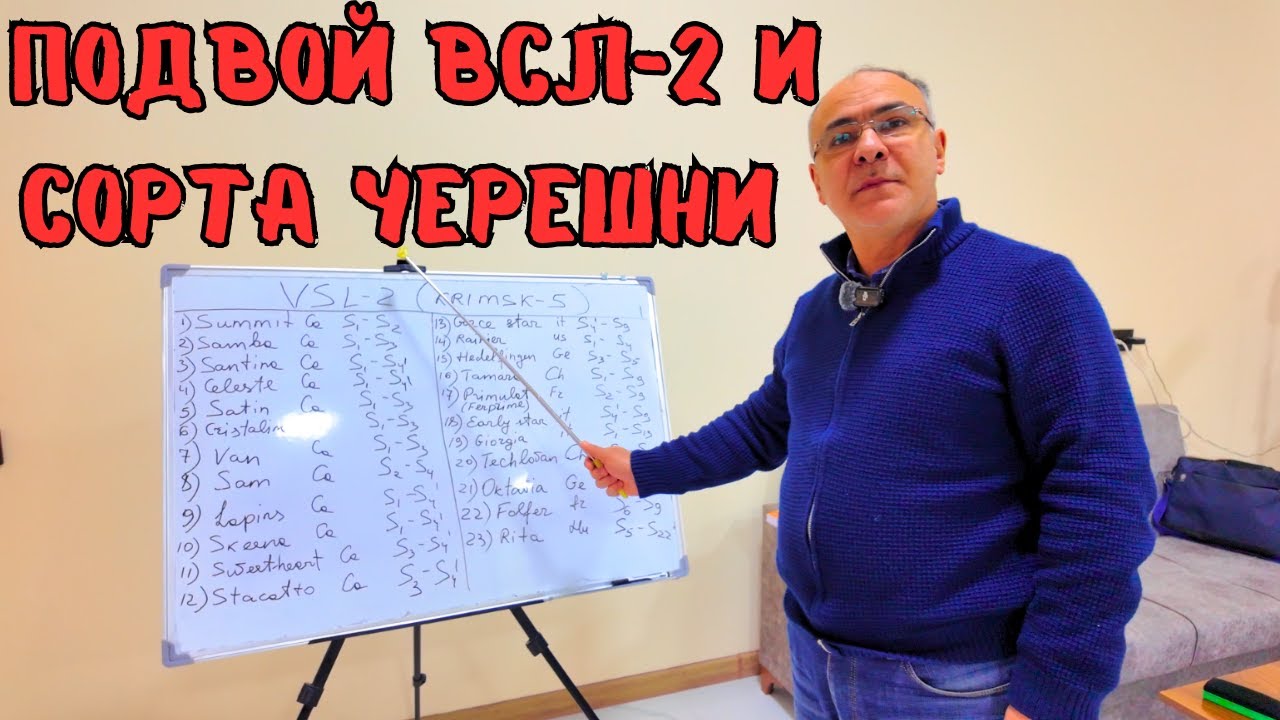 Пoдвой ВСЛ-2 и сорта черешни