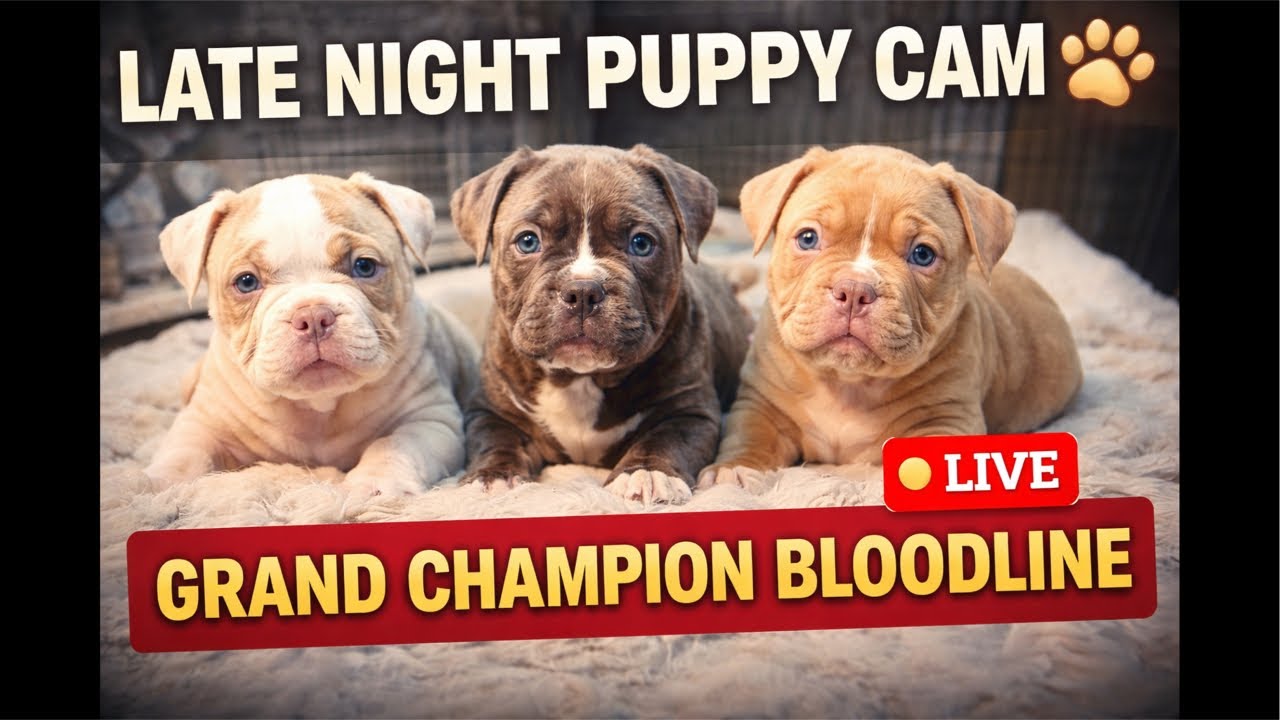14K Views Last Night… We’re LIVE Again 🐾🔥