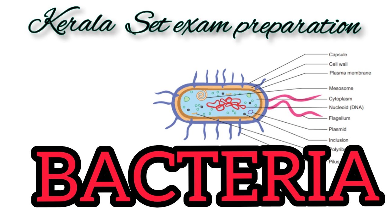 Kerala set exam -Botany preparation july 2021 -Bacteria