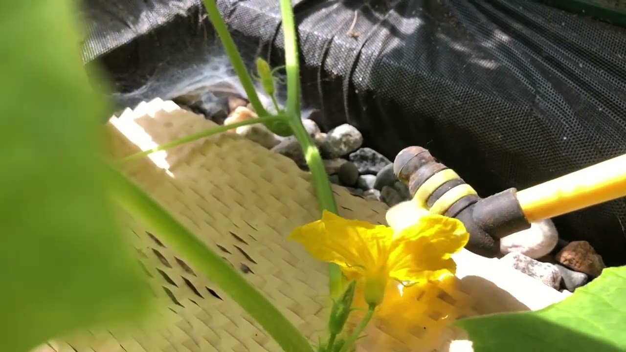 Greenhouse Gardening: Growing cucumbers and pollinating tips