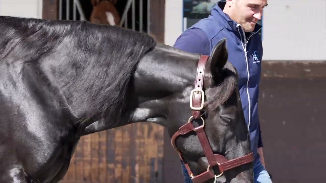 PORTES OUVERTES HARAS DU MONT GOUBERT 2025