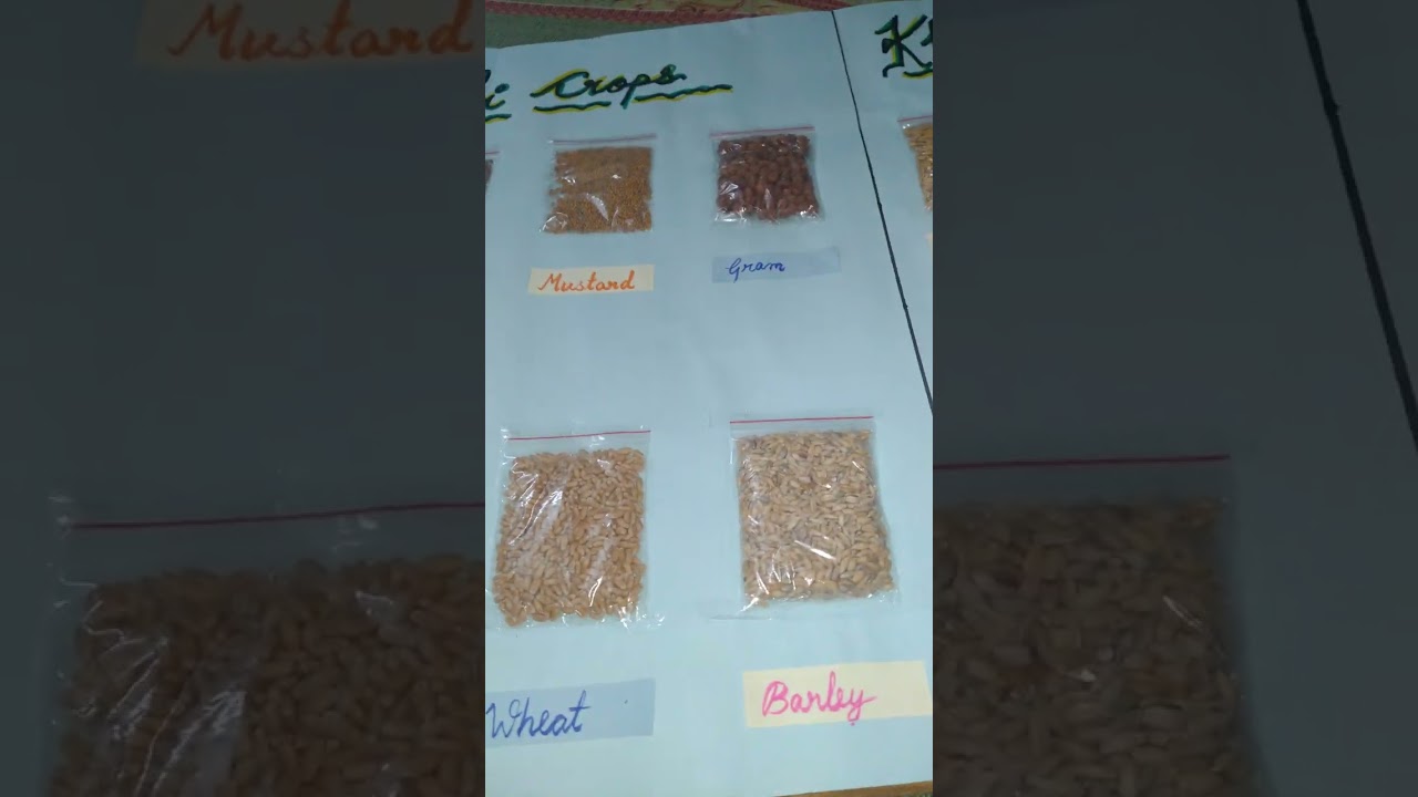 Rabi crops and kharif crops Project on chart|How to make project on chart #project #video #viral