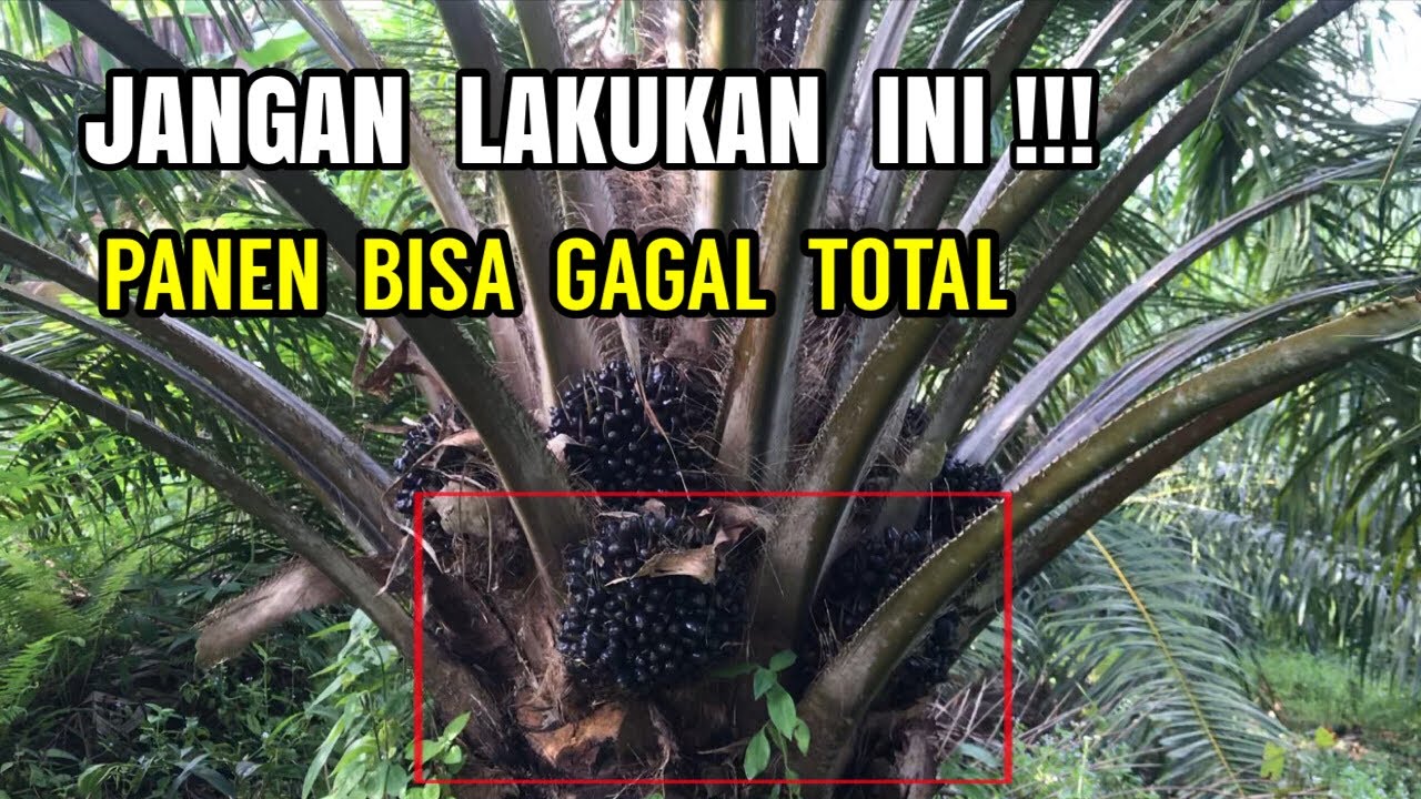 STOP!!! 7 Kesalahan fatal sering di lakukan petani sawit di indonesia