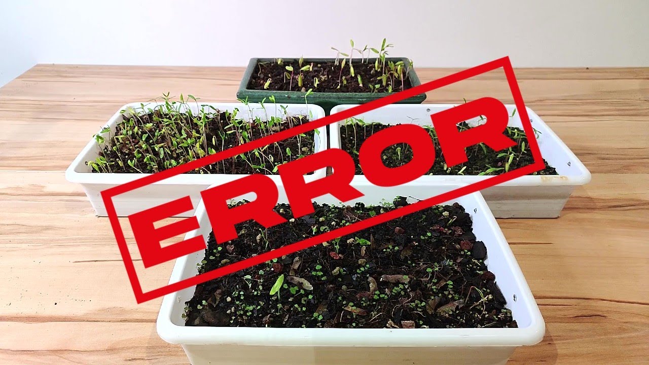 BONSAI - NO COMETAS EL ERROR DE TIRAR LAS SEMILLAS DE ARCE PALMATUM QUE NO SALIERON 🌱