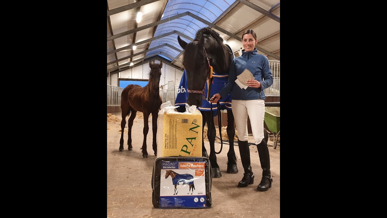 Reintje simply became the best of the day, out of 100. Friesian horse dressage. Proef 18