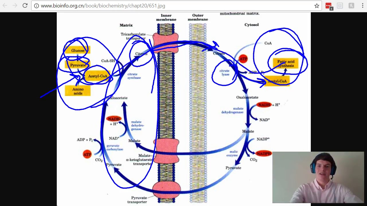 MCAT Question of the Day: Glycolysis, Kreb's Cycle, and Fatty Acid Synthesis