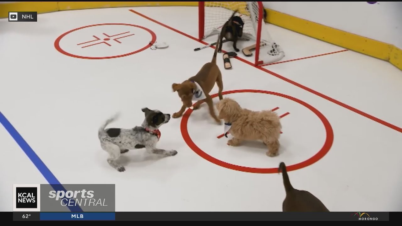 NHL set for 