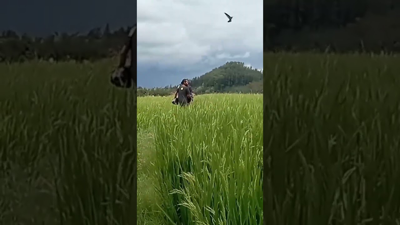 Healing on the rice field
