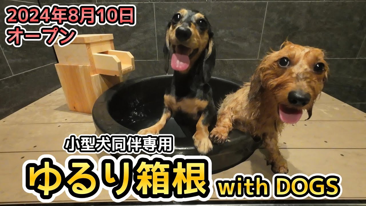 「ゆるり箱根 with DOGS」小型犬同伴専用旅館のサービスに大満足した【ミニチュアダックスフンド】ワンちゃんビュッフェ