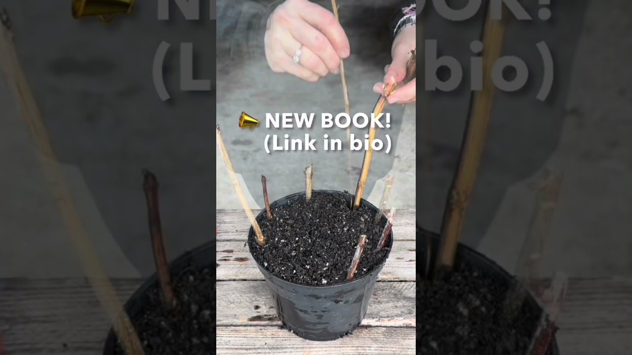 HOW TO PROPAGATE HYDRANGEAS 