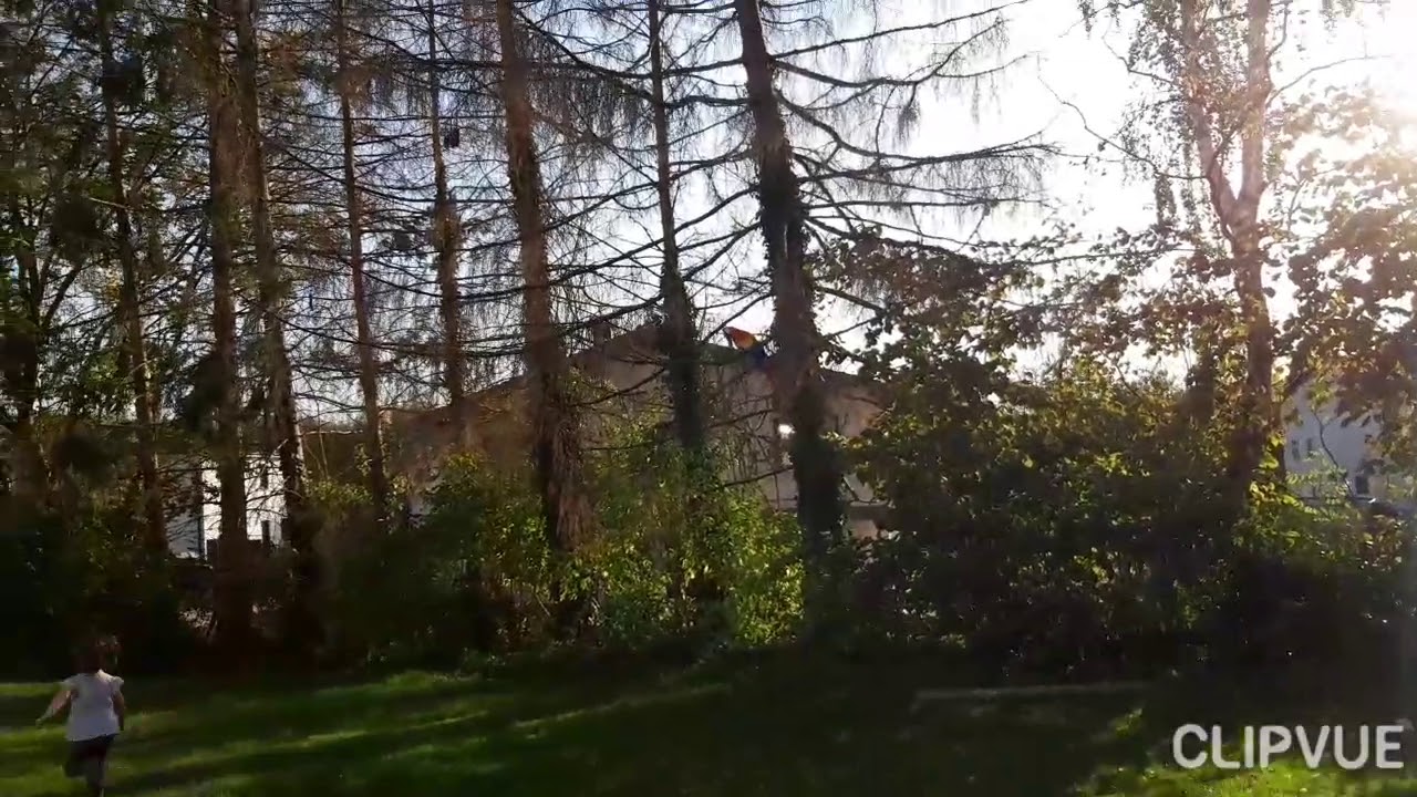 Free flight 🙂 Ara Macao Chanel  korzysta z wolności