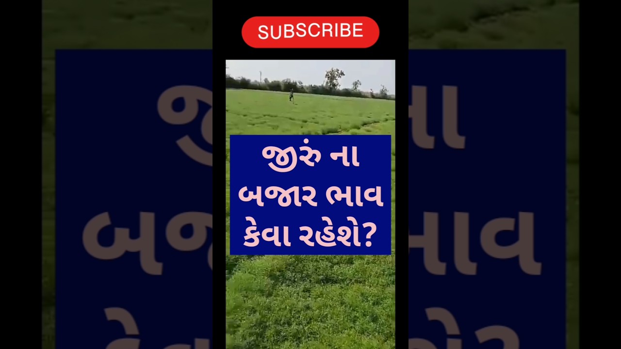 જીરું ની ખેતી || જીરું નું વાવેતર || જીરું ના બજાર ભાવ #જીરું #ખેતીમાહિતી