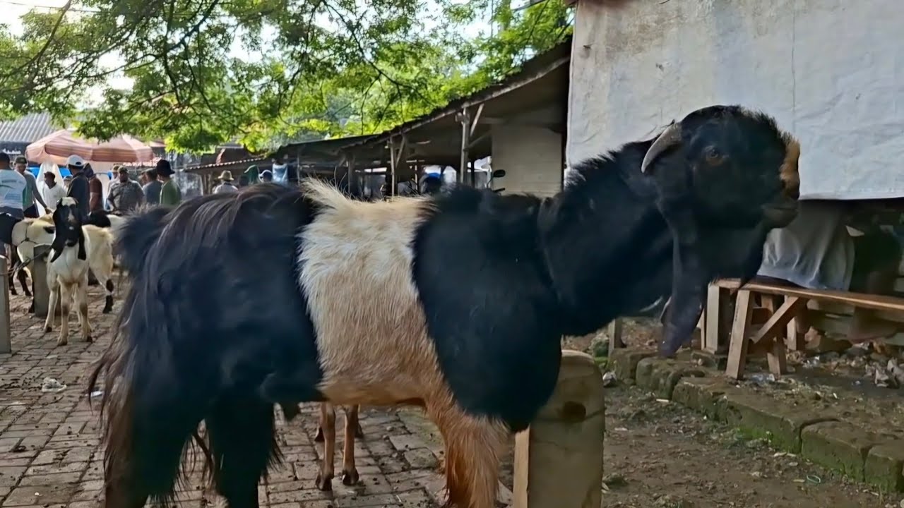1 juta✅️PE CALON PEJANTAN HARGA MURAH||di pasar hewan kerek tuban 